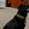 A man was fatally shot by South Carolina deputies after he stabbed a K-9 police dog during a standoff, however, the dog is expected to recover from the attack.