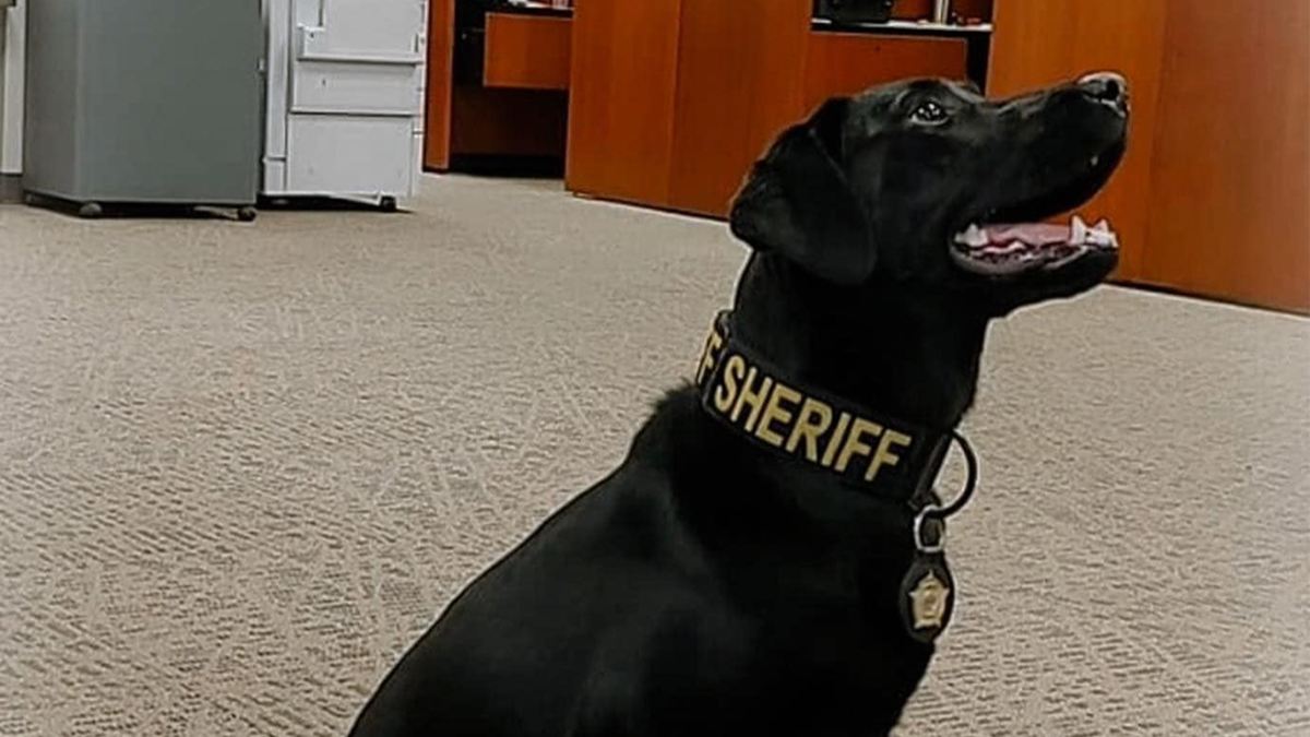 A man was fatally shot by South Carolina deputies after he stabbed a K-9 police dog during a standoff, however, the dog is expected to recover from the attack.